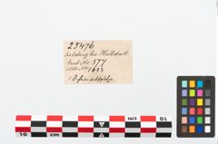 Etikett zu Eisenlanzenspitze (NHMW-PRAE-025476)